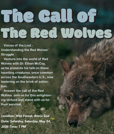 Red wolf Poster