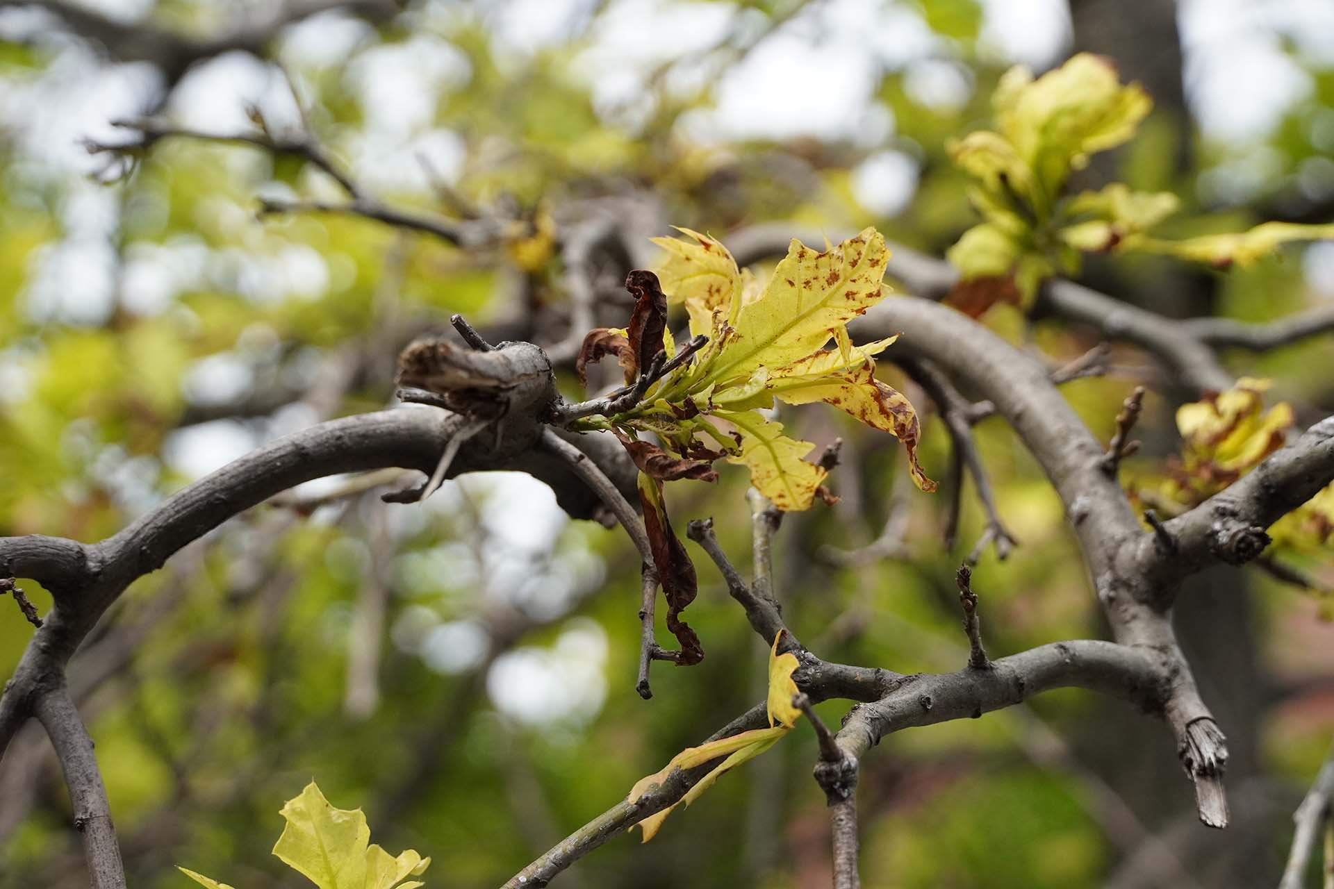 Leaves