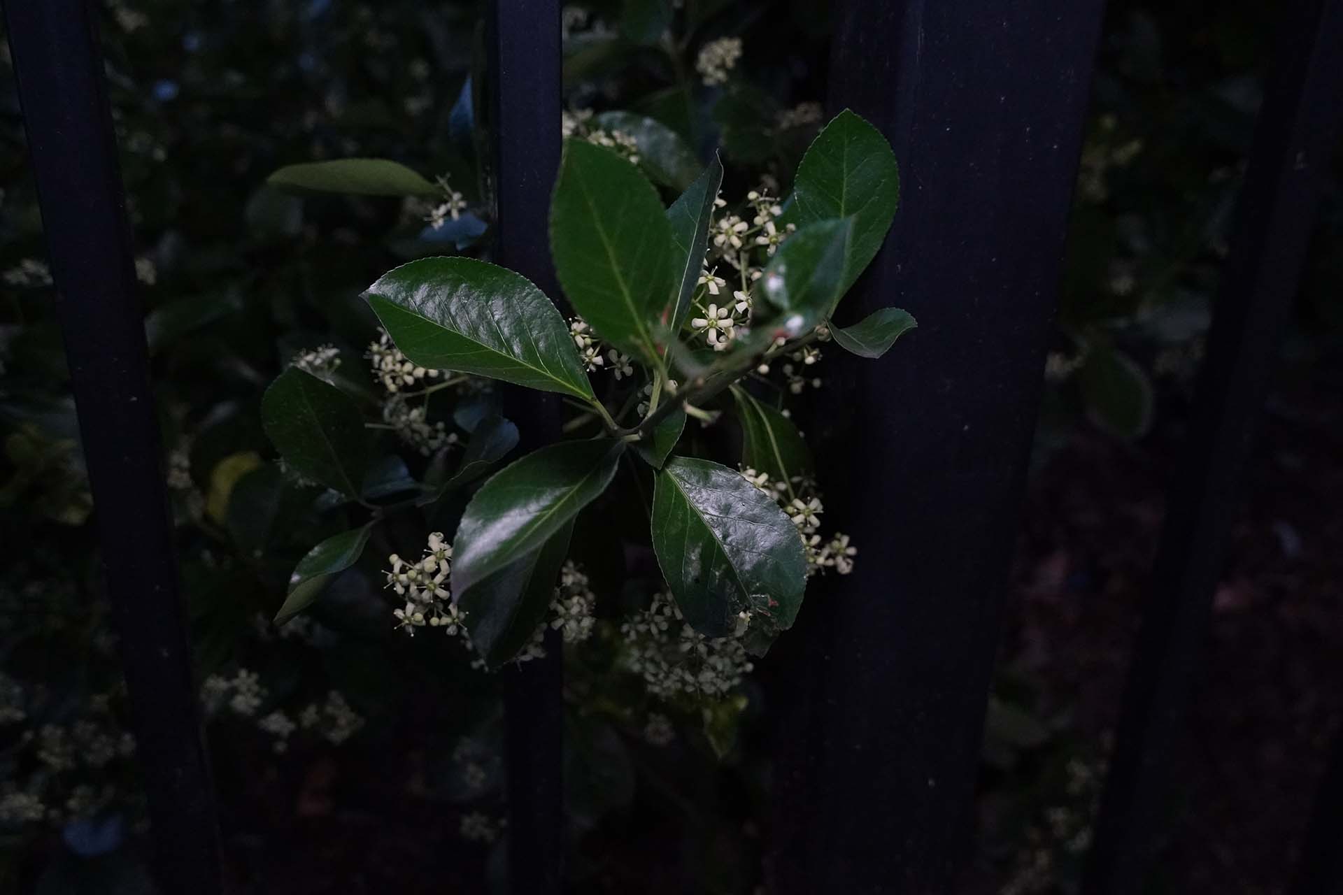 Nature