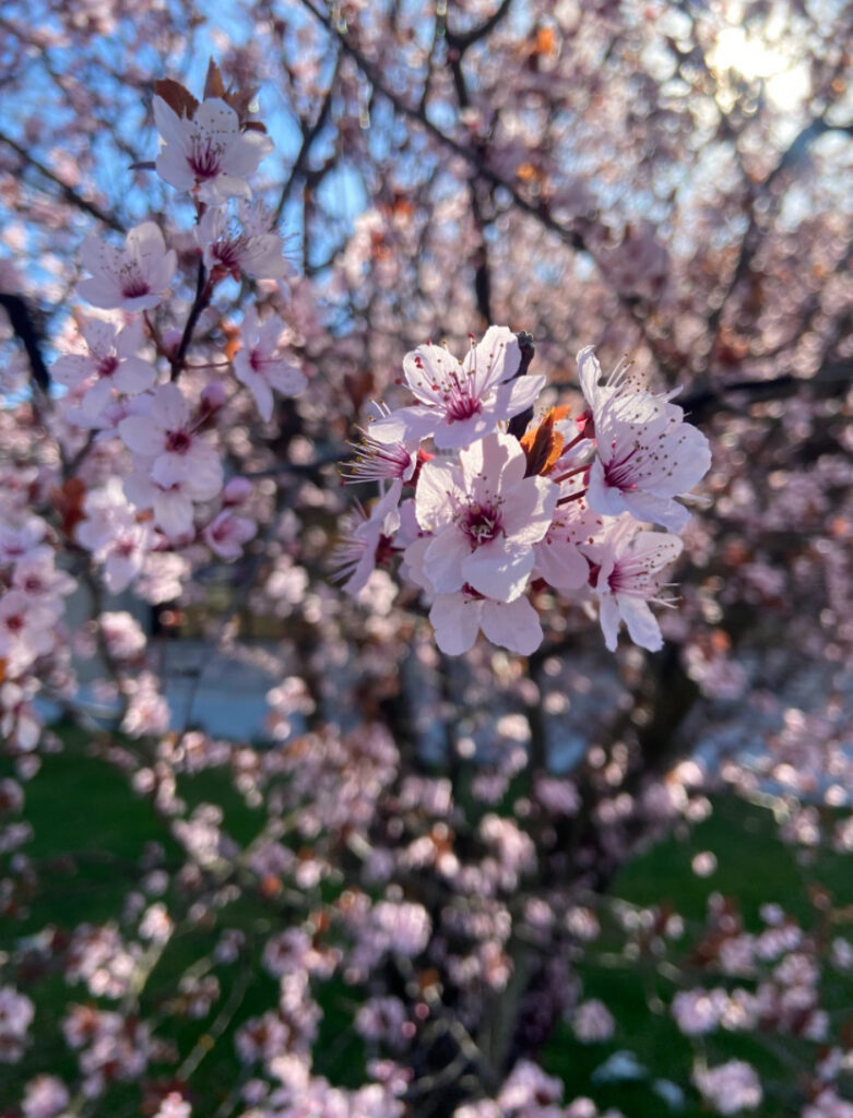 Cherry Blossom