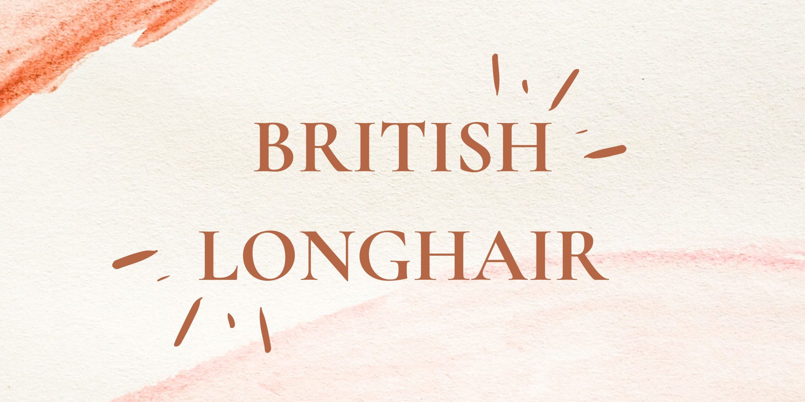 British Longhairs