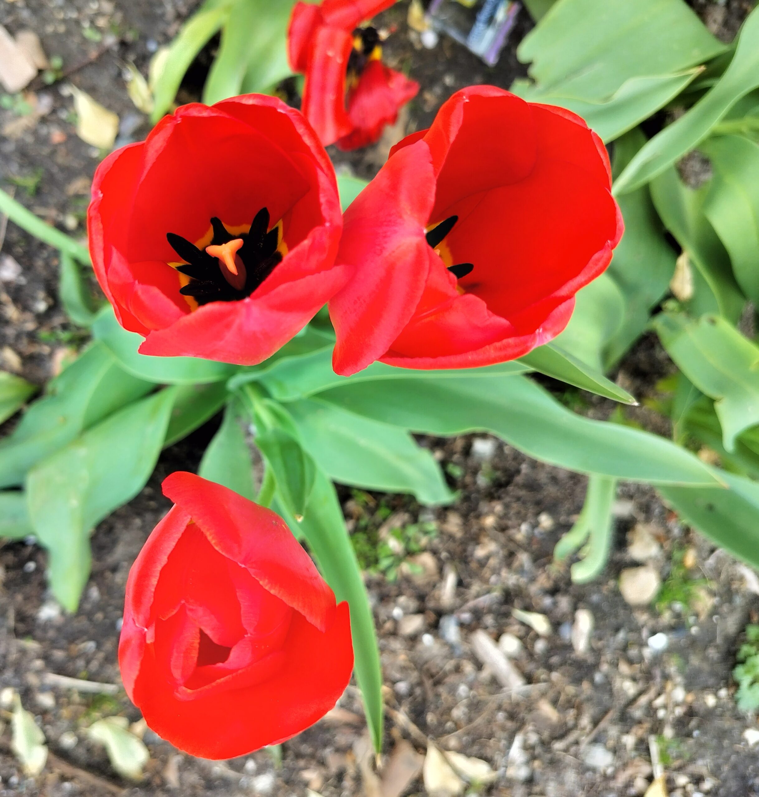 Blooming Beauty: Capturing Red Tulips in Spring